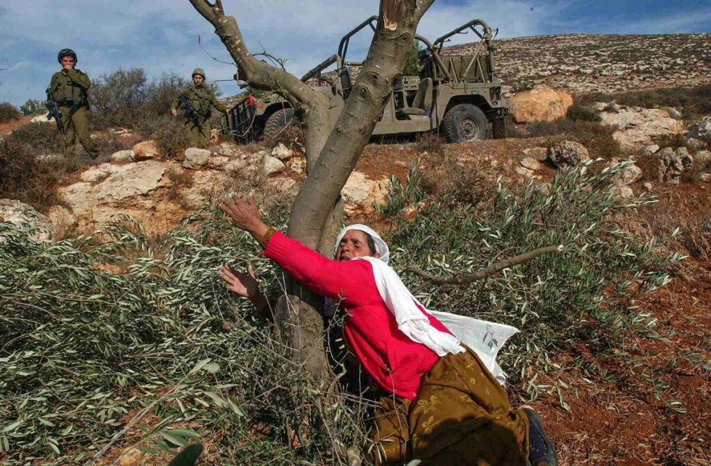 Olive trees in Palestine