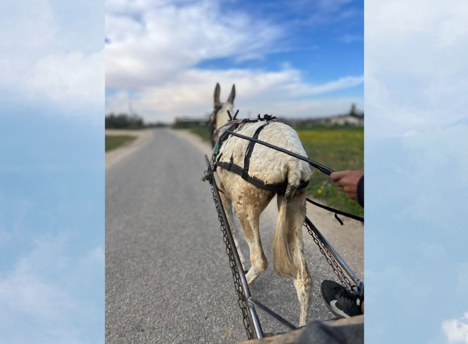 Pet donkey in Palestine